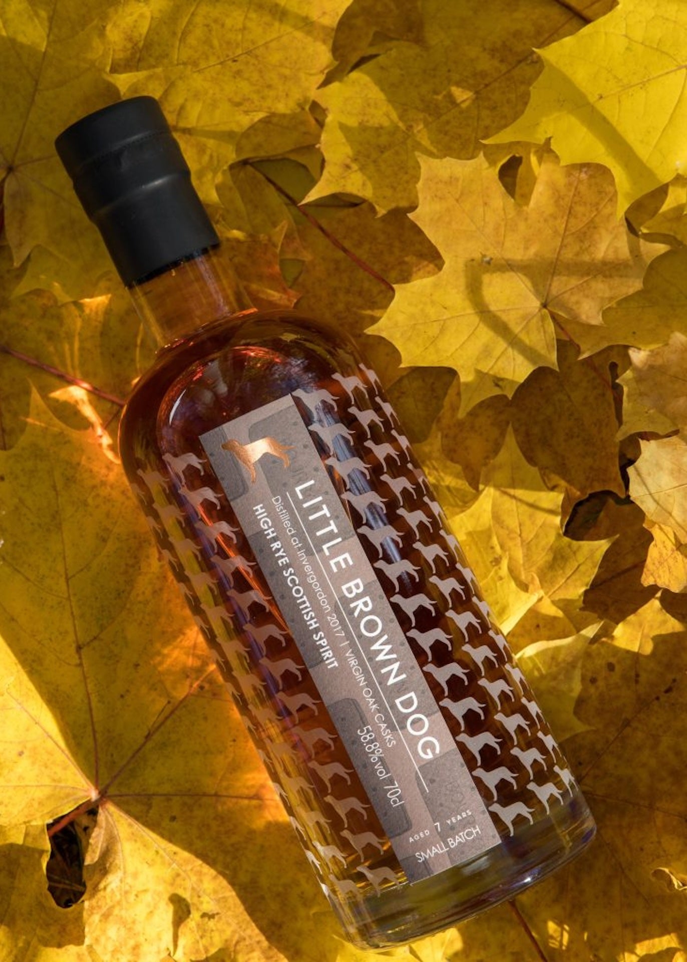 Little Brown Dog Invergordon 7 Year Old