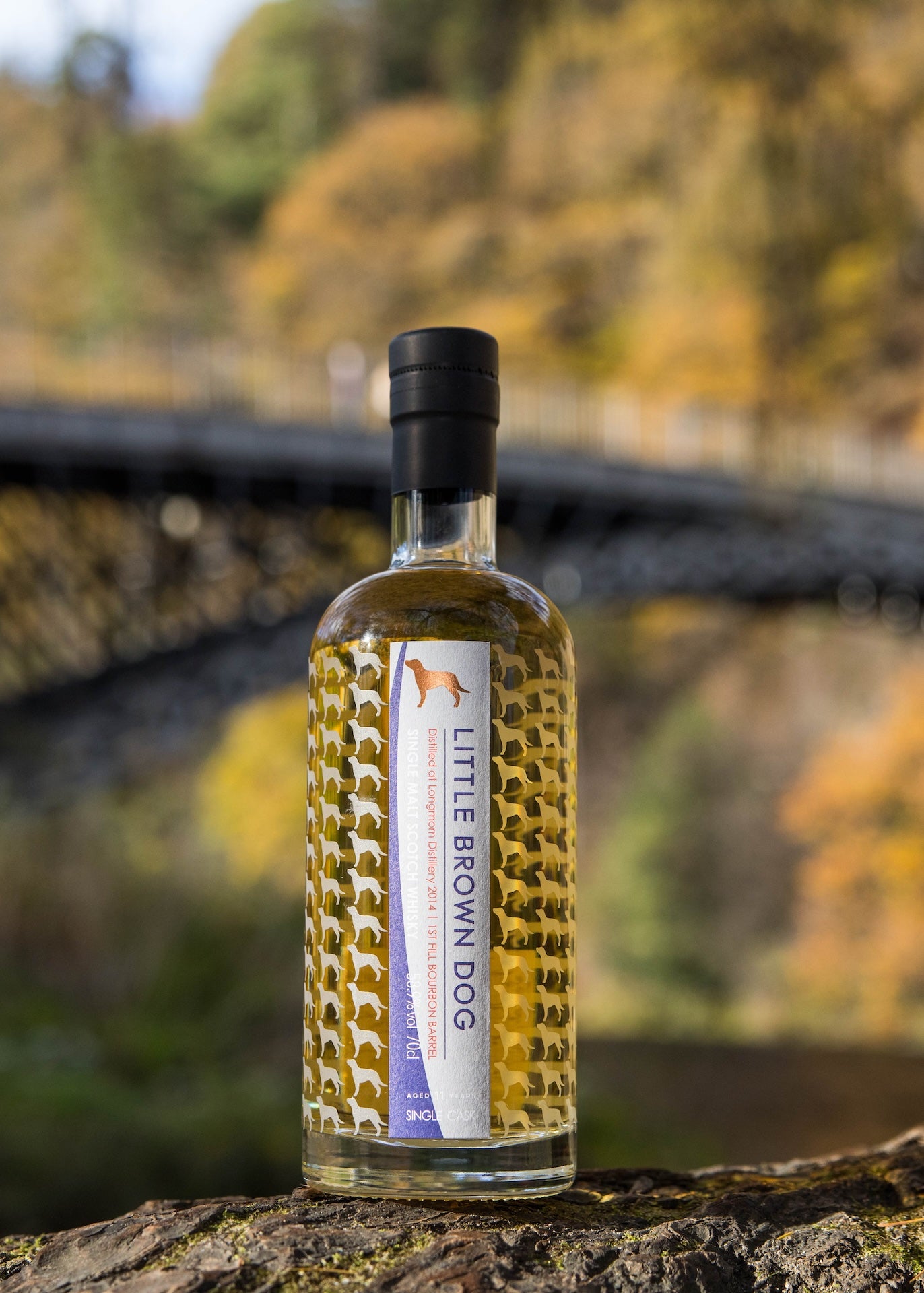 Little Brown Dog Longmorn 11 Year Old