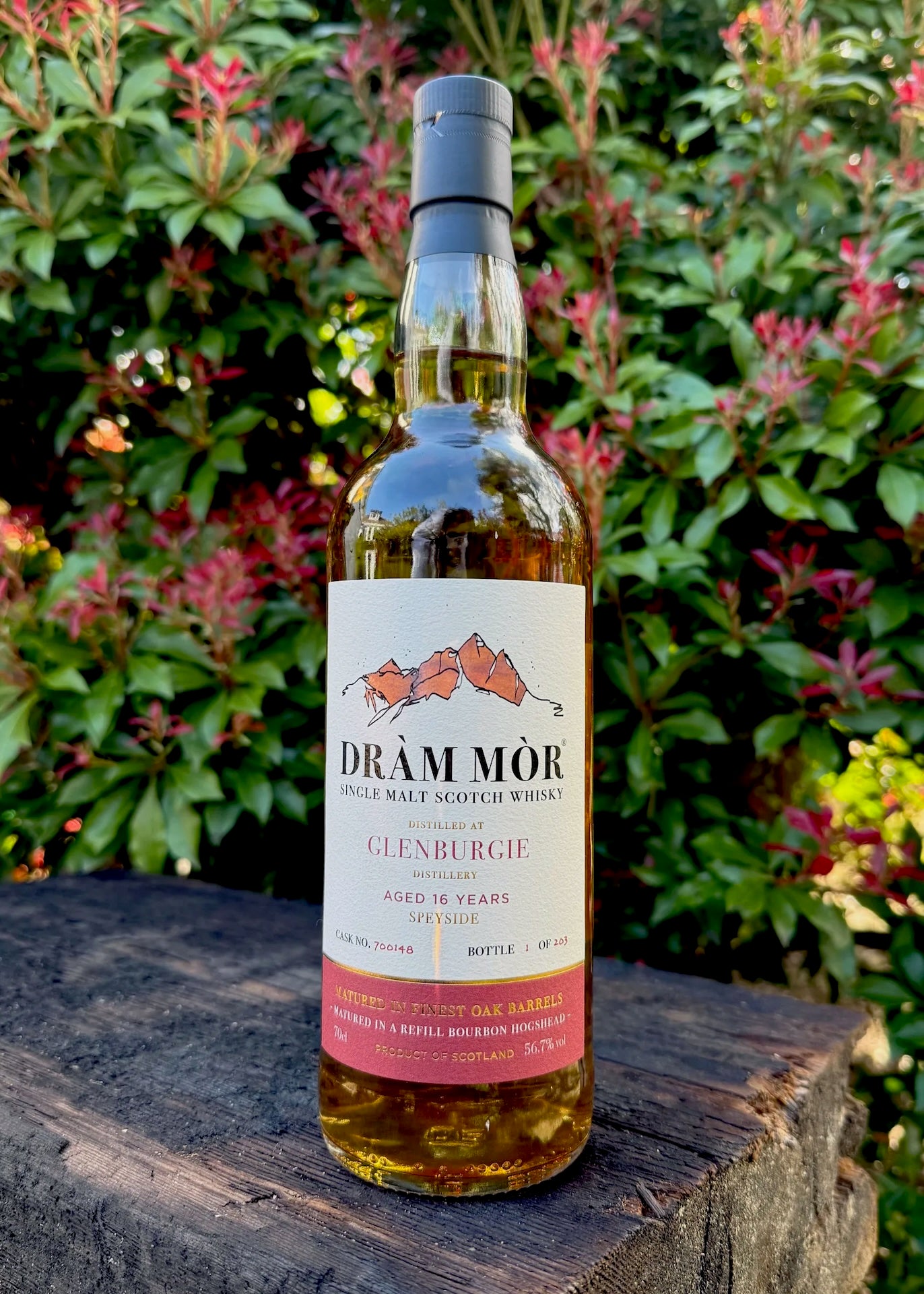 Dràm Mòr Glenburgie 16 Year Old