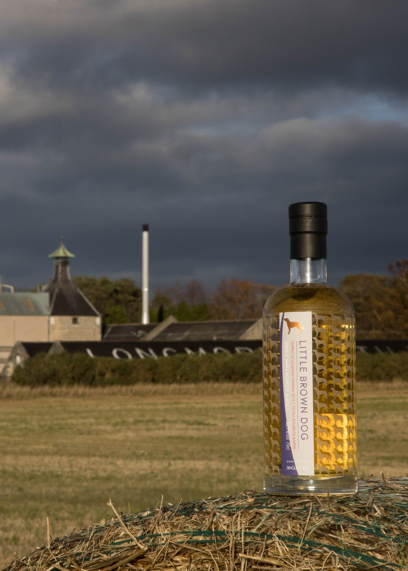 Little Brown Dog Longmorn 11 Year Old