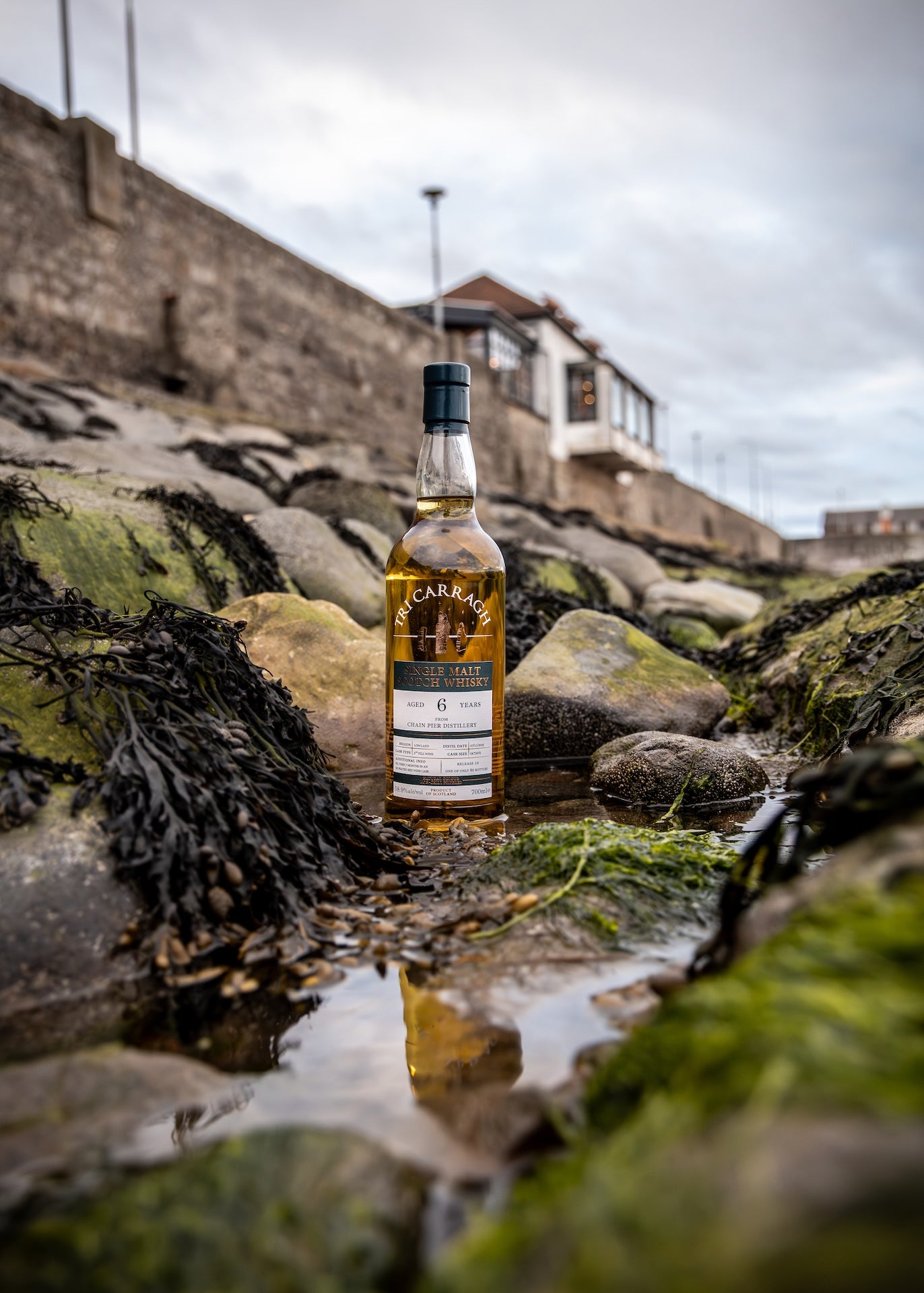 Tri Carragh Chain Pier 6 Year Old